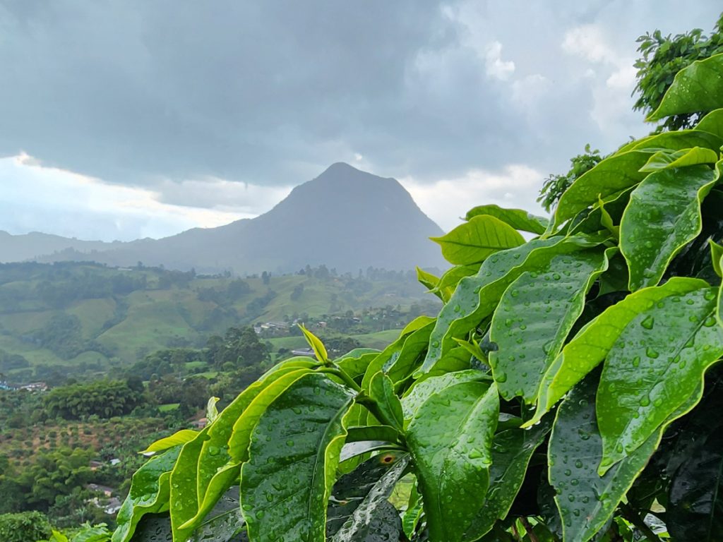 Finca de café de origen Madre Niebla