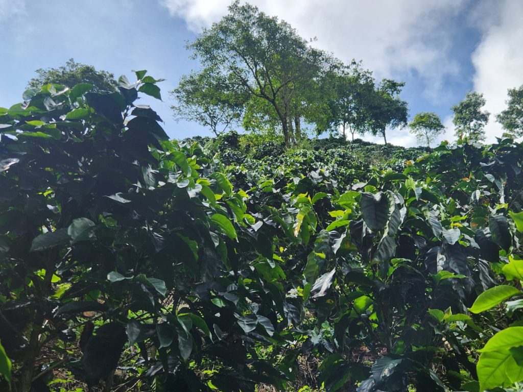 Cafetales Madre Niebla