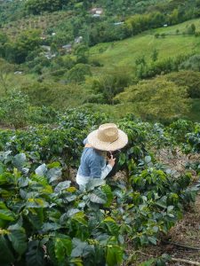 Cosecha de café Madre Niebla