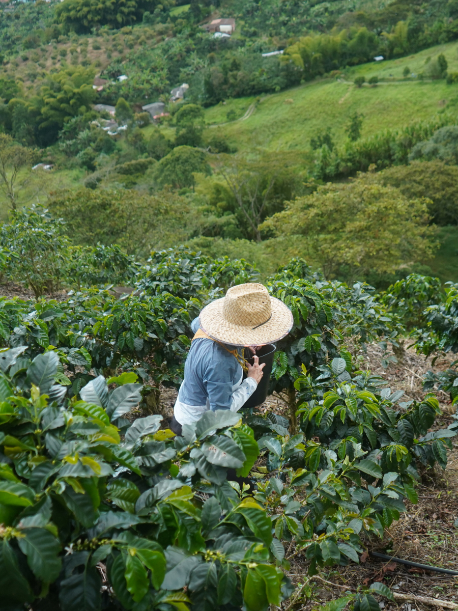 Cosecha de café Madre Niebla