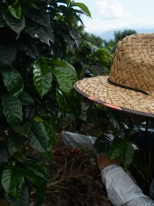 Cosecha manual de café Madre Niebla