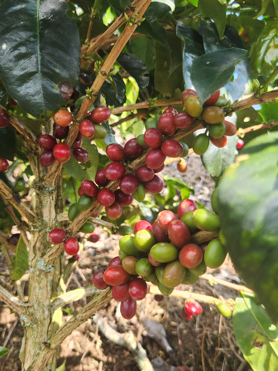 Granos de café cereza