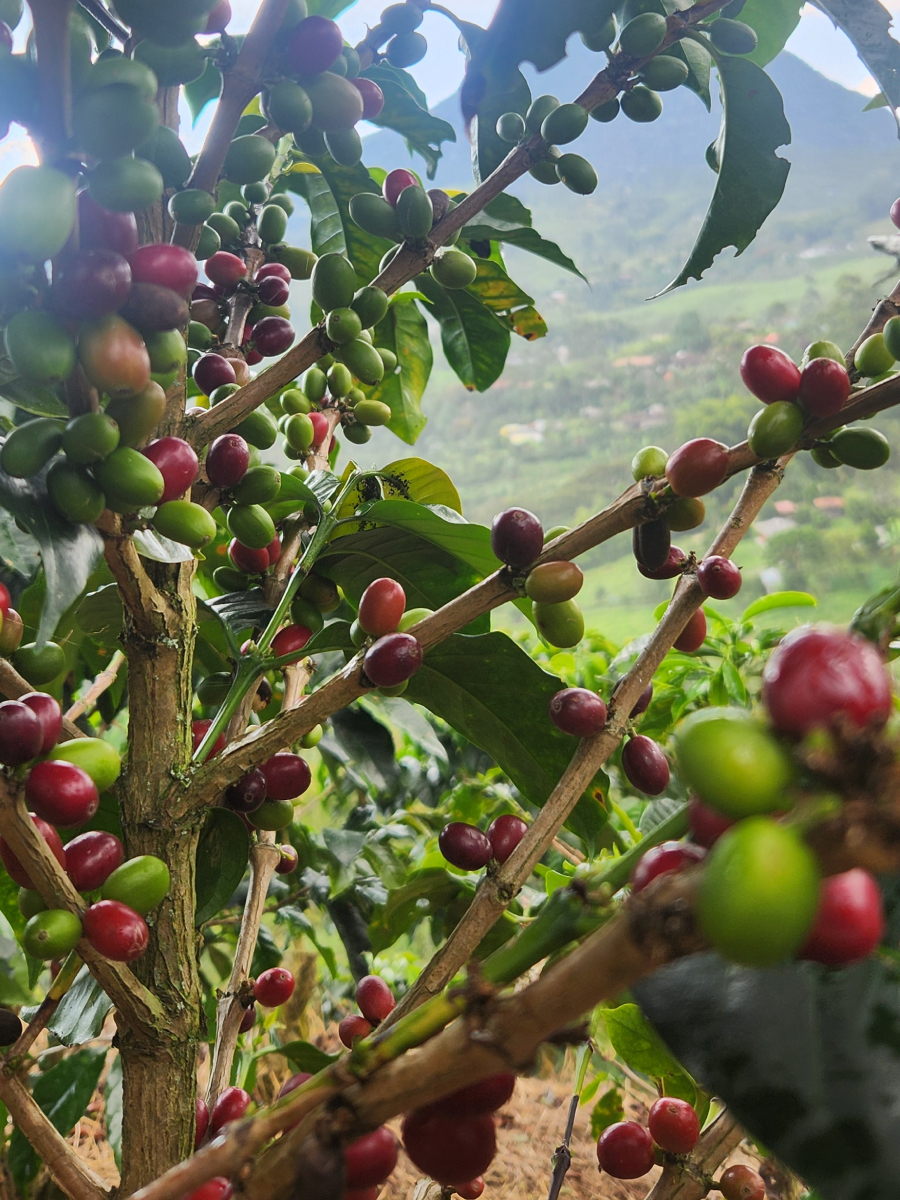 Arbol de café colombiano Madre niebla
