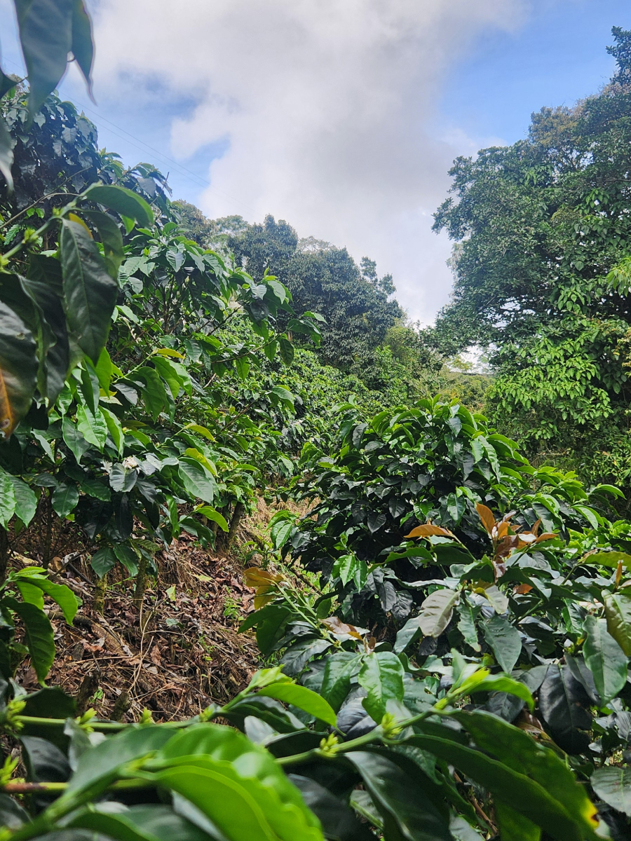 Cafetales Madre Niebla