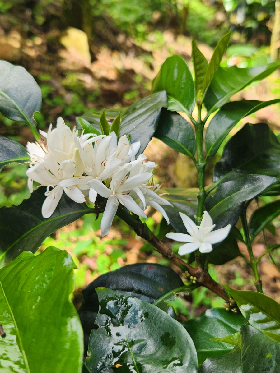 Flores de cafeto Madre Niebla