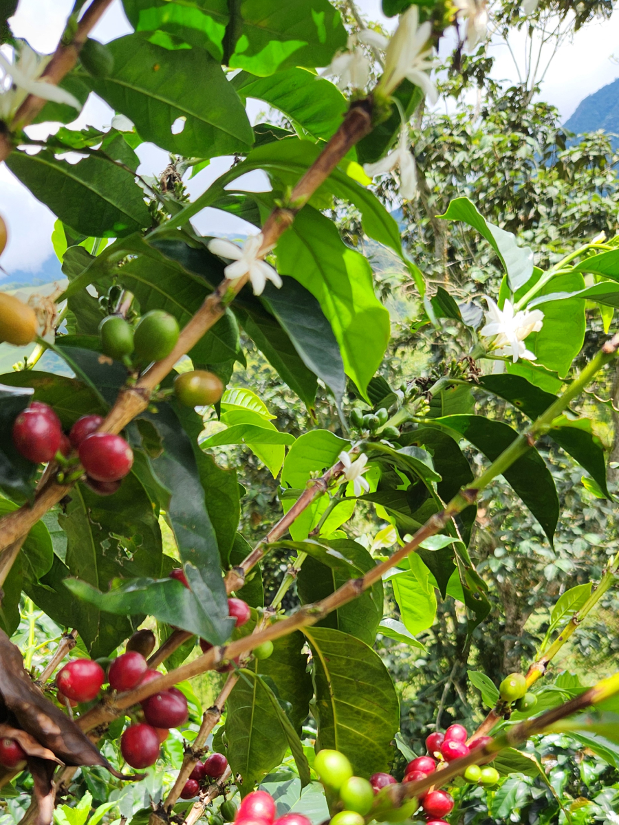 Granos de café cereza