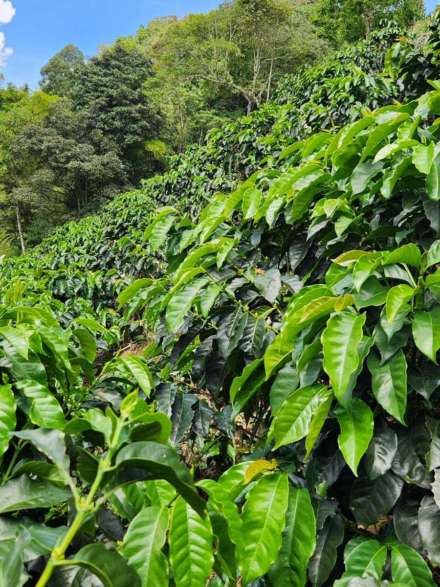 Cafetales Madre Niebla