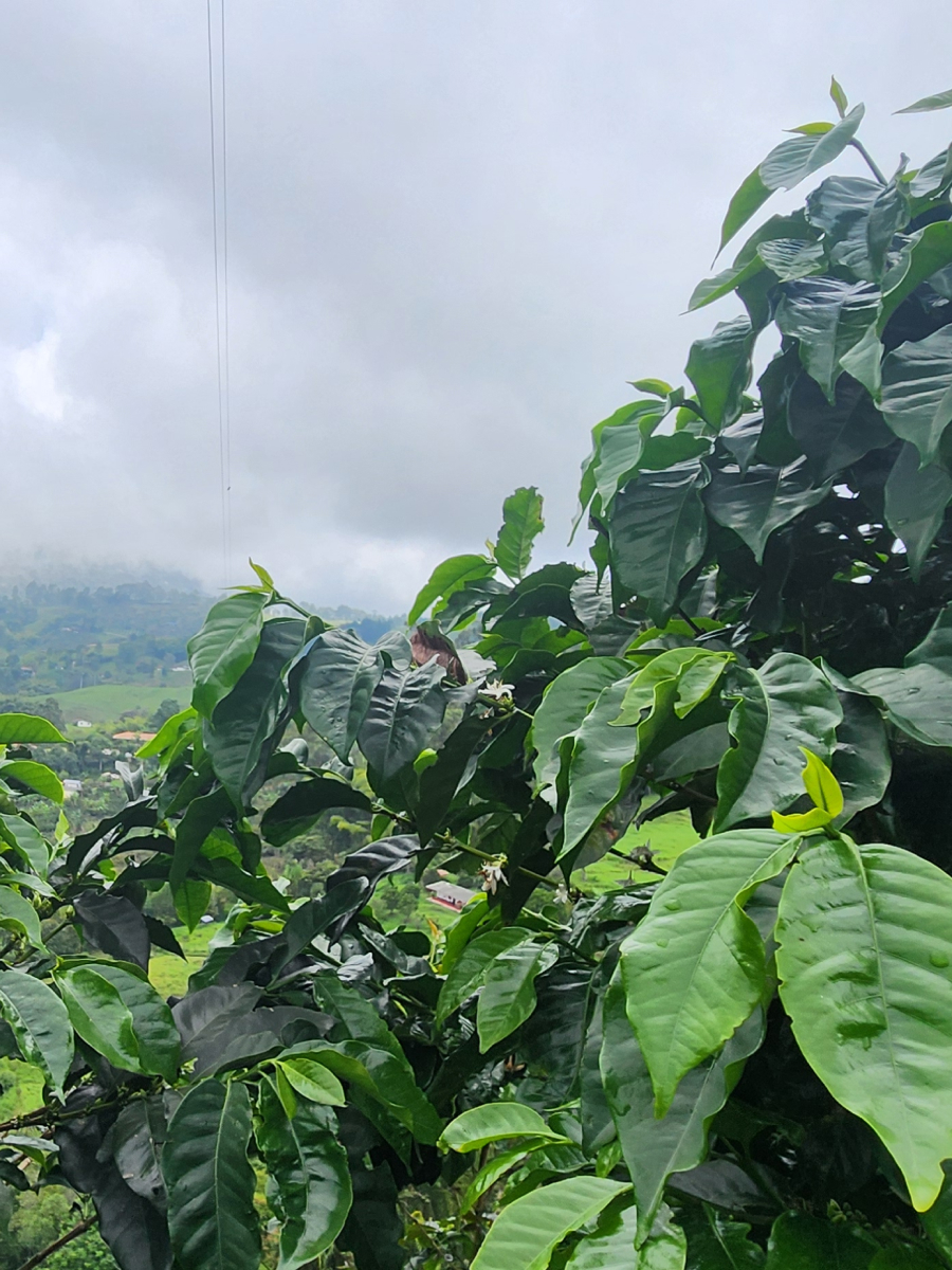 Finca Madre Niebla Coffee
