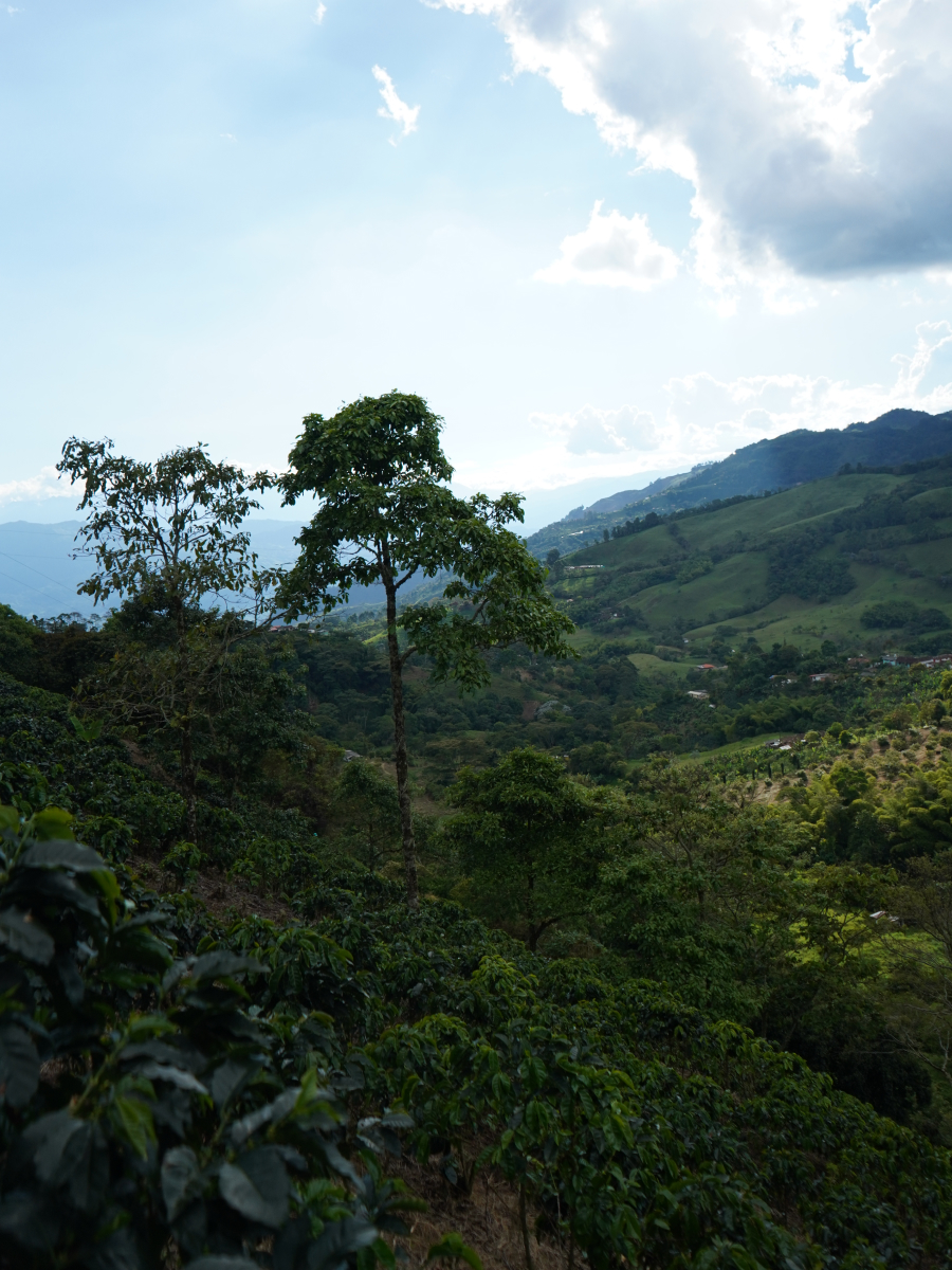 Café de altura Madre Niebla Coffee
