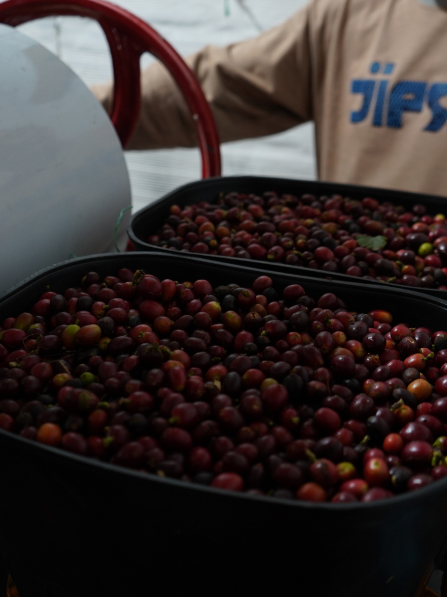 Granos de café Madre Niebla