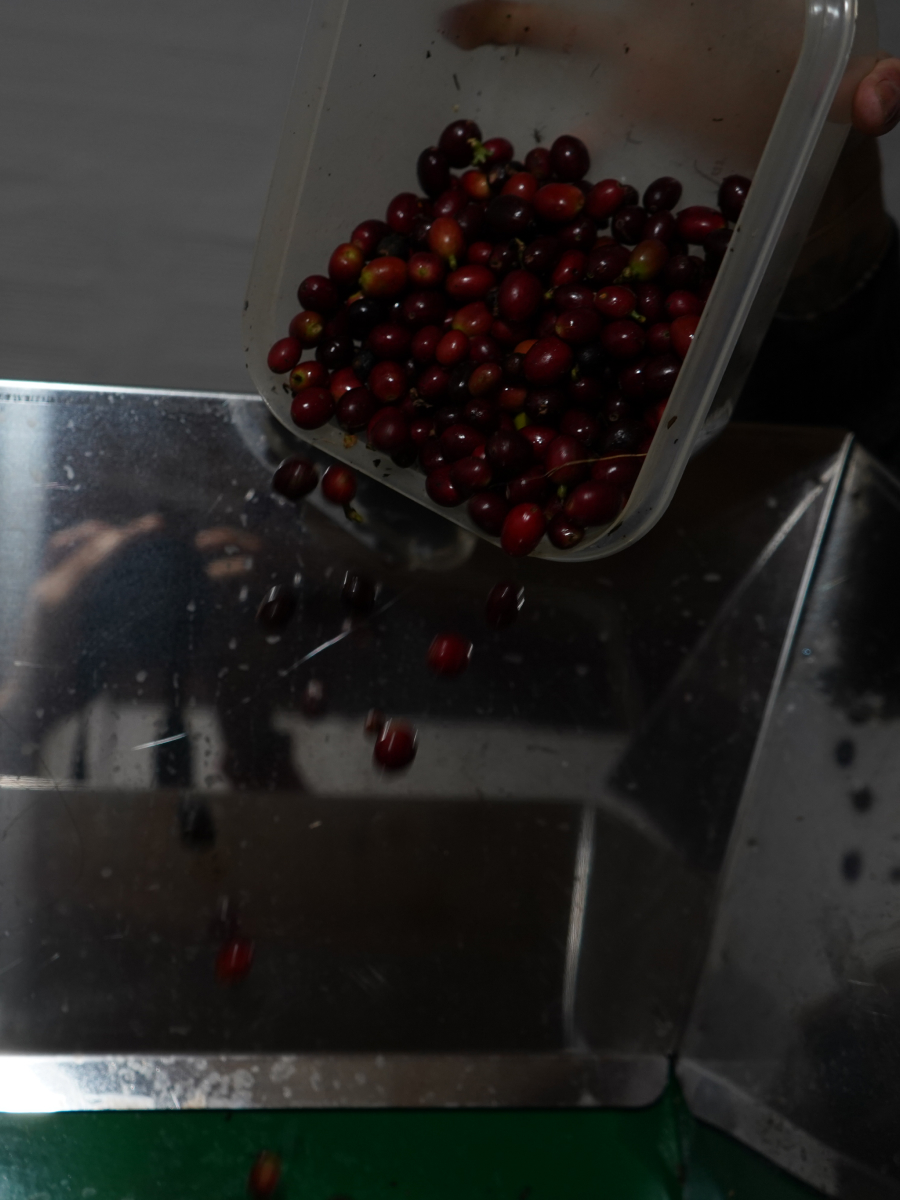 Granos de café Madre Niebla