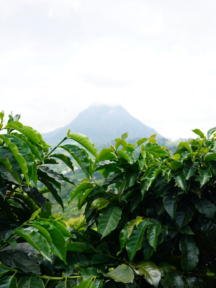 Cerro bravo