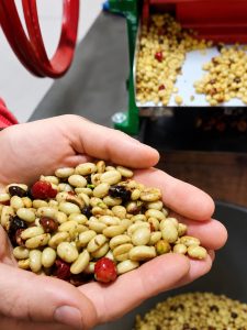 Despulpado artesanal de café colombiano Madre Niebla