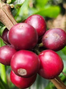 En Madre Niebla Coffee selecionamos manualmente las cerezas maduras en nuestra finca para cada lote de café colombiano