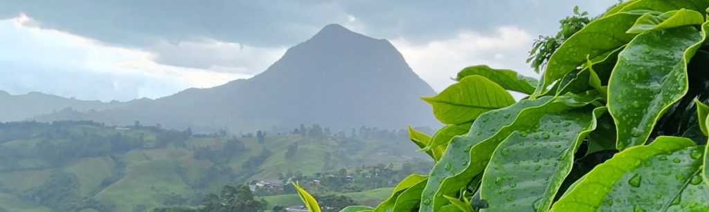 Vista de la finca de café en la niebla a 1.950 msnm en Fredonia