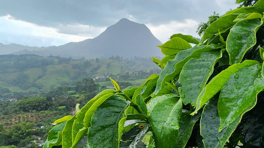 Paisaje de Madre Niebla, café de origen colombiano